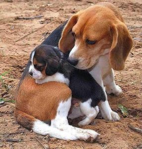 Hunderassen Mit Bilder Und Beschreibung Für Whatsapp 286x300 - Kleiner Lockiger Hund