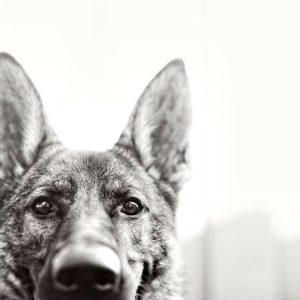 Hunderassen Mittelgroß Bilder Kostenlos Herunterladen 300x300 - Hund Klein Braun