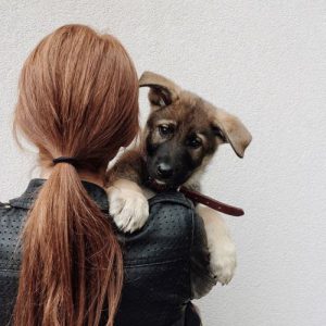 Hunderassen Schoßhunde 300x300 - Hunderassen Bilder Übersicht Für Whatsapp