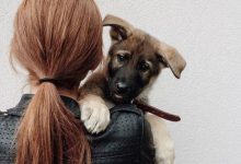 Bild von Hunderassen Schoßhunde bilder fürs handy