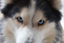 Bild von Hunderassen Sehr Kleine Hunde bilder fürs handy