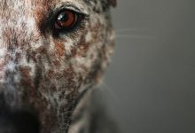 Bild von Hunderassen Terrier Bilder fürs handy