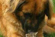 Bild von Hunderassen Terrier Bilder Für Whatsapp bilder fürs handy