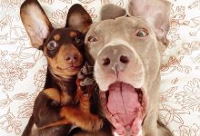 Bild von Hunderassen Terrier Bilder Kostenlos bilder fürs handy