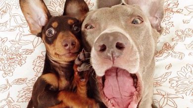 Bild von Hunderassen Terrier Bilder Kostenlos