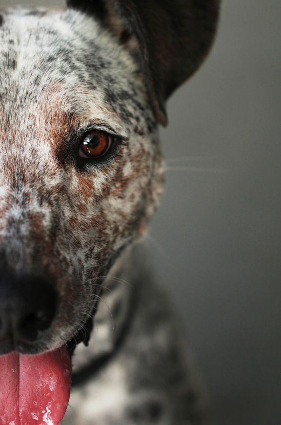 Hunderassen Terrier Bilder - Hunderassen Terrier Bilder