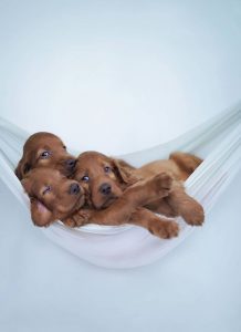 Hunderassen Welpen Bilder Für Facebook 218x300 - Hirtenhund