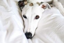 Bild von Hunderassen Übersicht Kleine Hunde bilder fürs handy