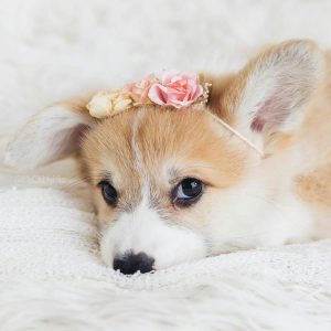Hundeseite De Hunderassen 300x300 - Kostenlose Hunde Bilder Für Facebook