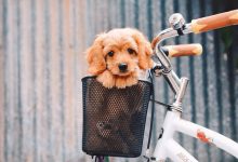 Bild von Hundeskelett Bilder fürs handy