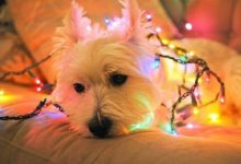 Bild von Hundeskelett Bilder Für Facebook bilder fürs handy