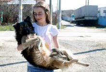 Bild von Hundeskelett Bilder Kostenlos bilder fürs handy