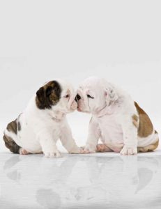 Hundespuren Bilder Für Whatsapp 231x300 - Beagle Hund