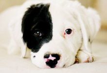 Bild von Hundewelpen bilder fürs handy