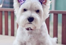 Bild von Hundewelpen Alle Rassen bilder fürs handy