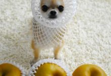 Bild von Hundewelpen Arten bilder fürs handy