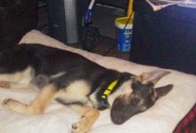 Bild von Hundewelpen Bilder fürs handy