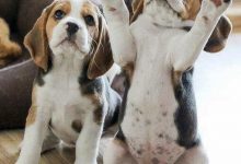 Bild von Hundewelpen Bilder Für Facebook bilder fürs handy