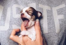 Bild von Hundewelpen Bilder Für Whatsapp bilder fürs handy
