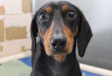 Bild von Hundewelpen Bilder Kostenlos bilder fürs handy