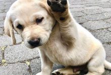 Bild von Hundewelpen Fotos bilder fürs handy