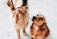 Bild von Hundewelpen Langhaar bilder fürs handy