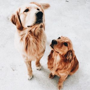 Hundewelpen Langhaar 300x300 - Bilder Mischlingshunde Kostenlos