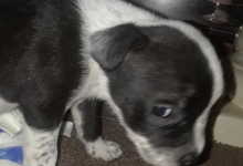 Bild von Hundewelpen Rassen bilder fürs handy