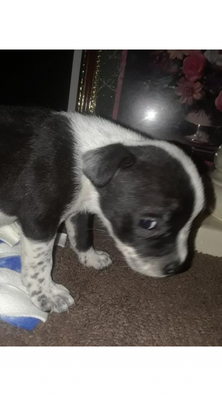 Hundewelpen Rassen