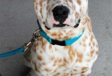 Bild von Hundewelpen Rassen Bilder Für Facebook bilder fürs handy