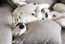 Bild von Hundewelpen Rassen Bilder Kostenlos bilder fürs handy