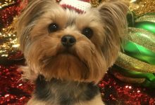 Bild von Hundewelpen Rassen Bilder Kostenlos Herunterladen bilder fürs handy
