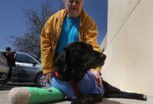 Bild von Hundewelpen Rassen Mit Bild bilder fürs handy