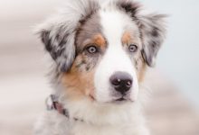 Bild von Hundewelpen Schwarz Weiß bilder fürs handy