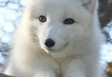 Bild von Hundewelpen Verschiedene Rassen bilder fürs handy