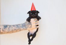 Bild von Hässlichster Hund bilder fürs handy