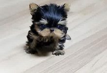 Bild von Hässlichster Hund Der Welt bilder fürs handy