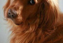 Bild von Hütehund Repräsentative Arten bilder fürs handy