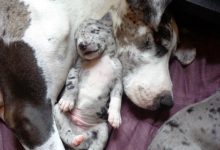 Bild von Hütehund Schwarz Weiß bilder fürs handy