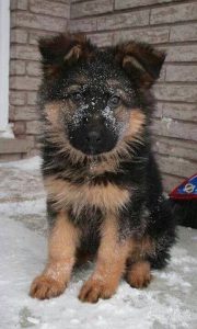 Hütehunde Bilder