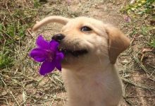 Bild von Hütehunde Bilder Für Facebook bilder fürs handy