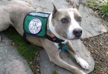 Bild von Hütehunde Bilder Für Whatsapp bilder fürs handy