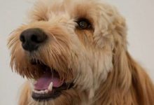Bild von Hütehunde Bilder Kostenlos bilder fürs handy