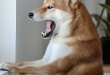 Bild von Hütehunde Bilder Kostenlos Herunterladen bilder fürs handy