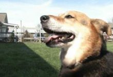 Bild von Hütehunde Kleine Rasse bilder fürs handy