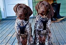 Bild von Hütehunde Rasse bilder fürs handy