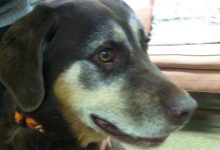 Bild von Hütehunde Welche Rassen bilder fürs handy