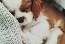 Bild von Impfung Hund bilder fürs handy