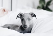 Bild von Jagdhund Rasse bilder fürs handy