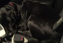 Bild von Jagdhund Repräsentative Arten bilder fürs handy